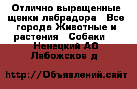 Отлично выращенные щенки лабрадора - Все города Животные и растения » Собаки   . Ненецкий АО,Лабожское д.